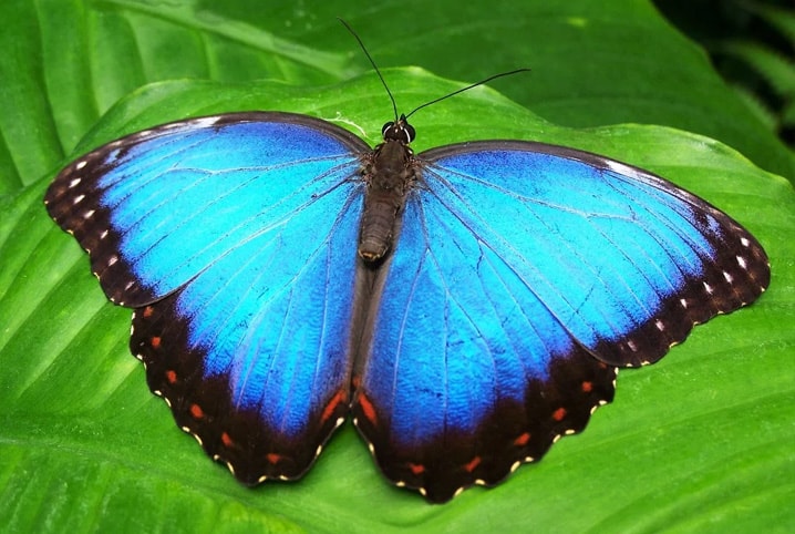 A BORBOLETA
